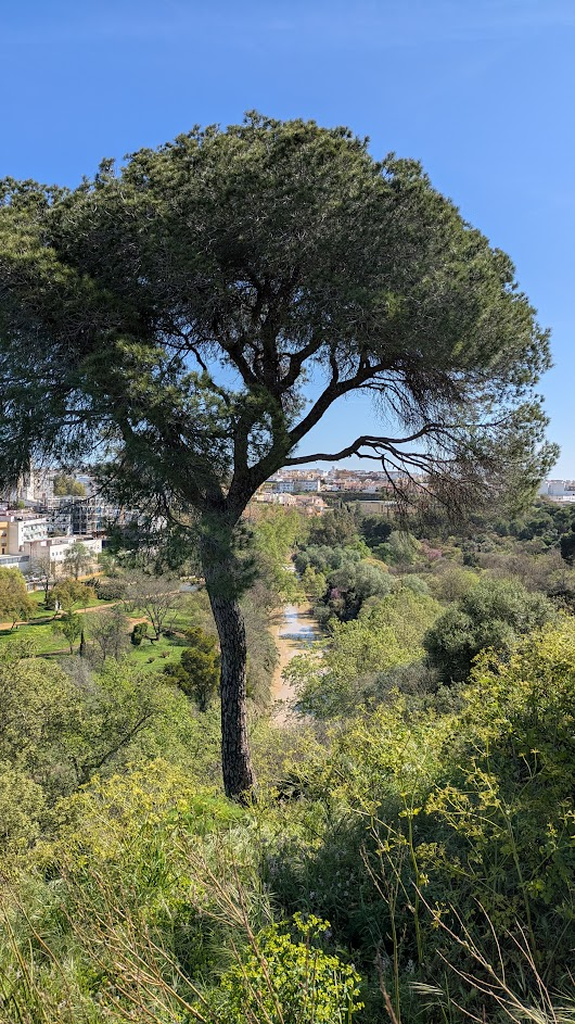 The stream and a magnificent tree
